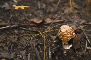 Amanita regalis