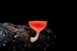 Fly Agaric GEL