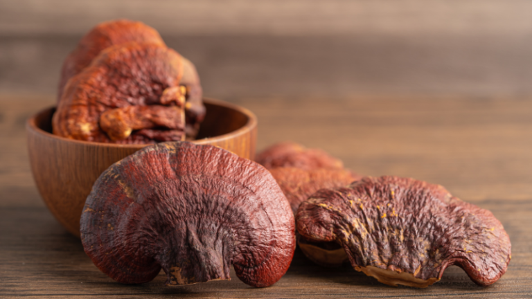 wild siberina reishi