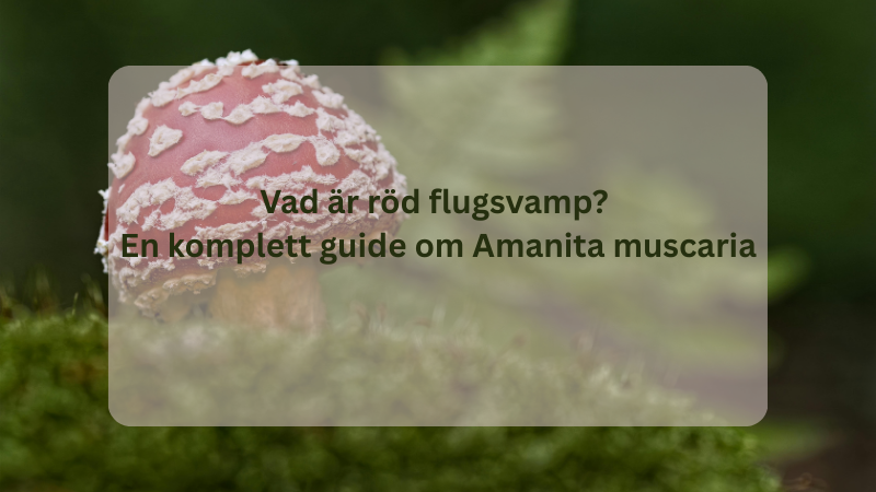 Vad är röd flugsvamp? En komplett guide om Amanita muscaria
