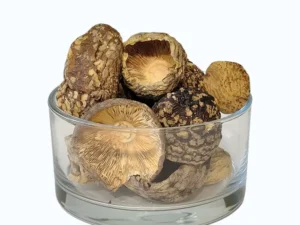 KUNINGLIK AMANITA