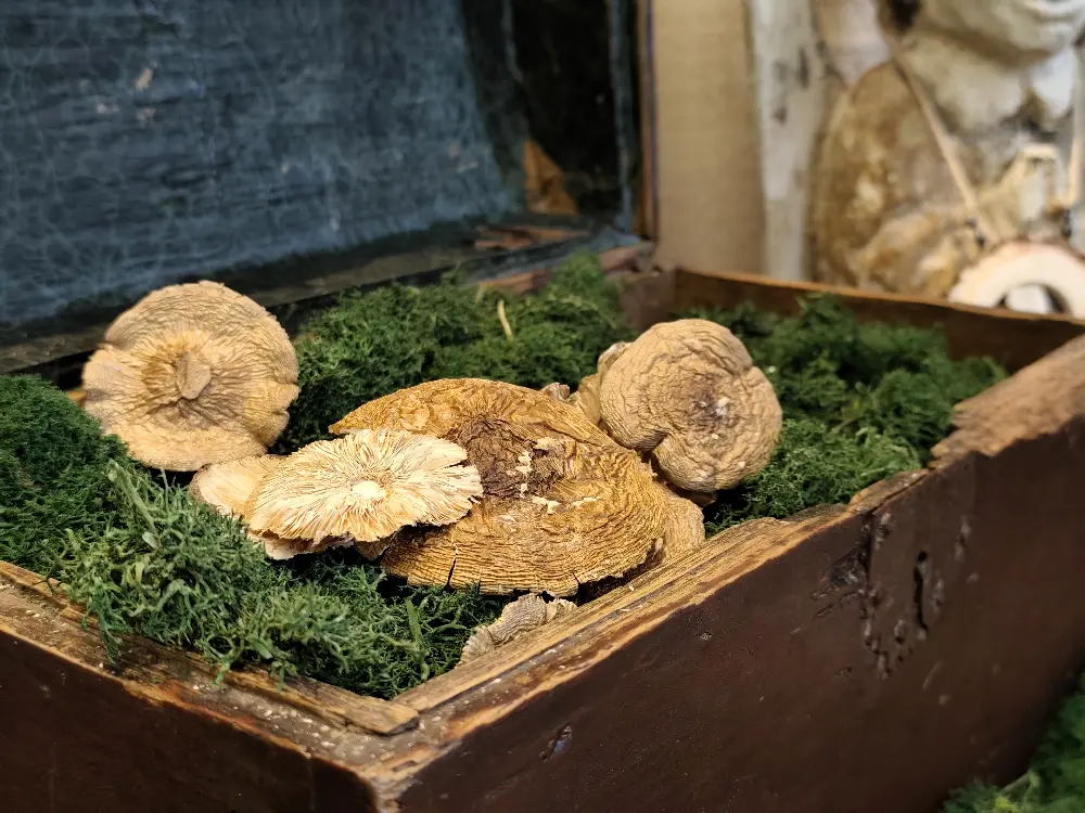 Amanita Pantherina Caps A class
