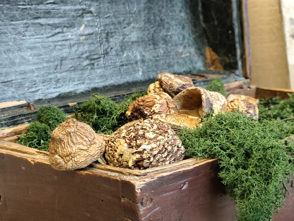 Amanita Regalis Premium + Class Unopened